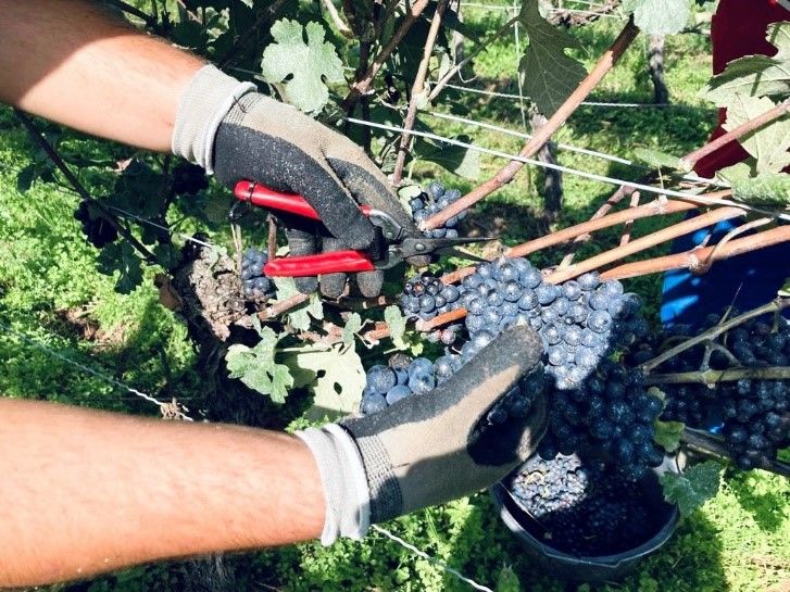 Weinlese_Weinberg_Rotwein_Trauben