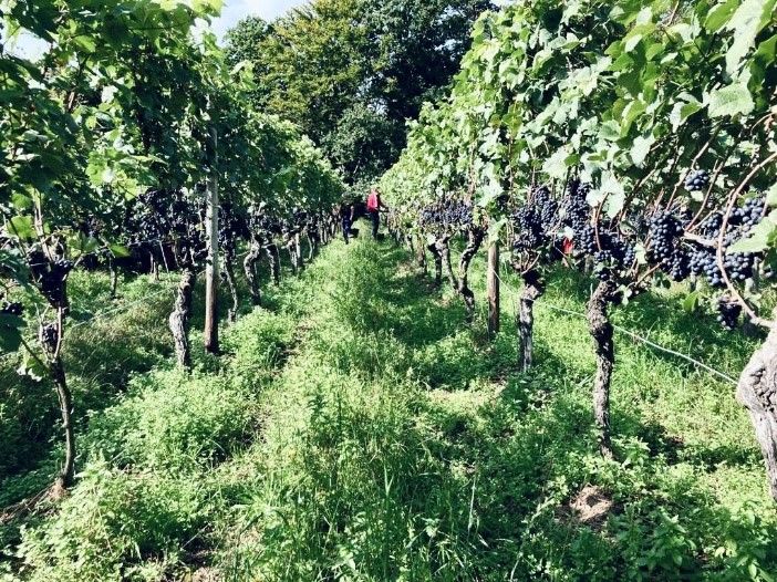 Weinlese_Weinberg_Rotwein