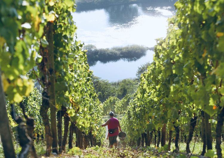 Weinlese_Weinberg_Main